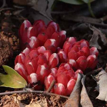 Casa Adega - Quinta Amoreira 4*