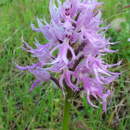 Гостевой дом Casa Adega - Quinta Amoreira Benafim