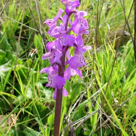 Casa Adega - Quinta Amoreira Guest house 4*