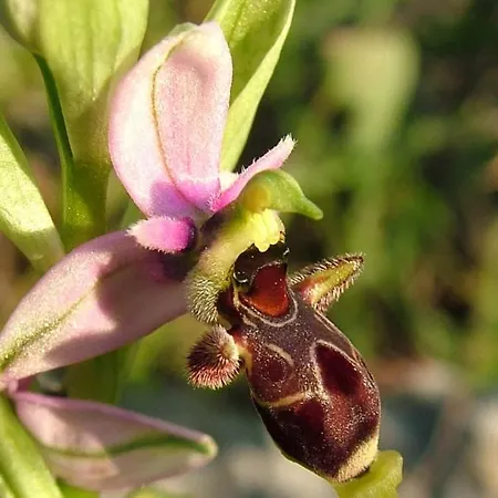 Casa Adega - Quinta Amoreira 4* Benafim