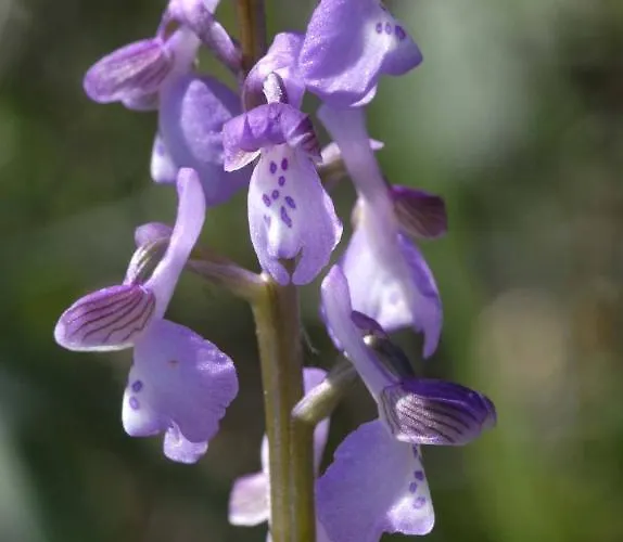 ゲストハウス Casa Adega - Quinta Amoreira 4*