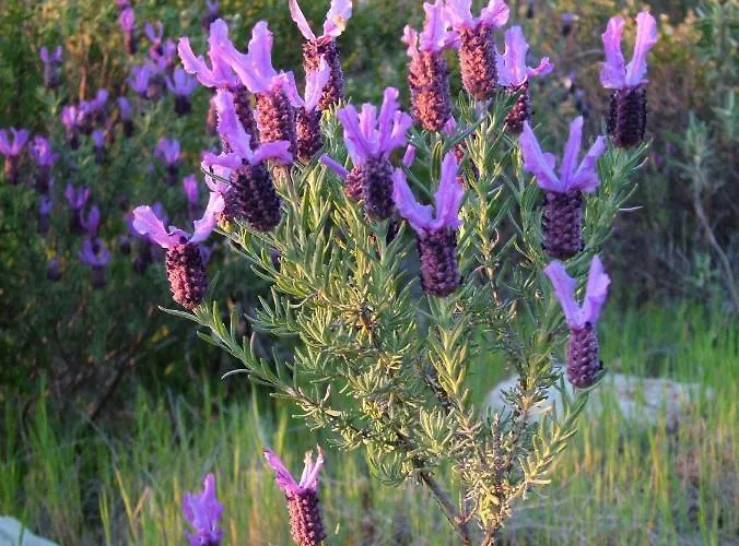 Casa Adega - Quinta Amoreira Affittacamere 4*