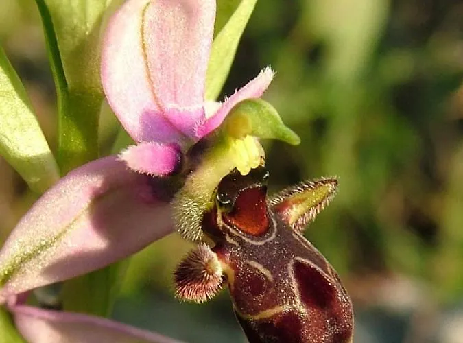 Casa Adega - Quinta Amoreira 4* Benafim