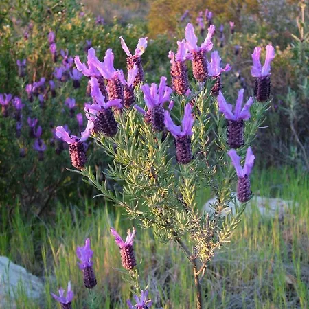 Casa Adega - Quinta Amoreira Guest house 4*